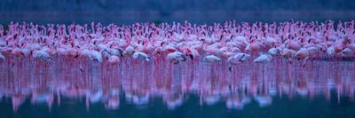 Flamingos-David Hua-Mounted Photographic Print