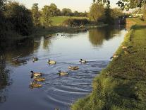 Ducks Swimming in the Worcester and Birmingham Canal, Astwood Locks, Hanbury, Midlands-David Hughes-Photographic Print