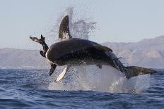 Great White Shark (Carcharodon Carcharias)-David Jenkins-Photographic Print