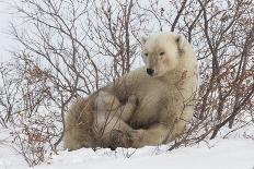 Polar Bear (Ursus Maritimus) and Cubs, Wapusk National Park, Churchill, Hudson Bay, Canada-David Jenkins-Photographic Print