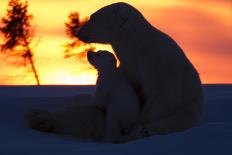 Polar Bear (Ursus Maritimus) and Cubs-David Jenkins-Photographic Print