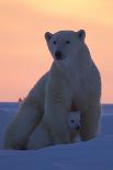 Polar Bear (Ursus Maritimus) and Cub, Wapusk National Park, Churchill, Hudson Bay, Manitoba, Canada-David Jenkins-Photographic Print