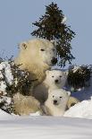 Polar Bear (Ursus Maritimus) and Cubs, Wapusk National Park, Churchill, Hudson Bay, Canada-David Jenkins-Framed Photographic Print
