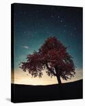 Midnight Tree-David Keochkerian-Stretched Canvas