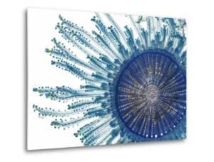 The Pigment of a Blue Button Jellyfish Blocks Ultraviolet Rays by David Liittschwager