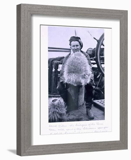 David Lille, Biologist of the 'Terra Nova' with Seliceous Sponges.Scott's Last Expedition-Herbert Ponting-Framed Photographic Print