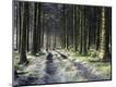 Photographic Print