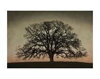 Majestic Oak-David Lorenz Winston-Art Print