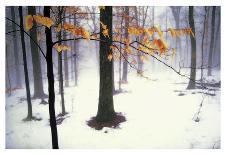 Quiet Woods-David Lorenz Winston-Art Print