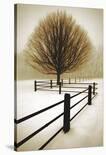 Majestic Oak-David Lorenz Winston-Art Print