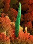 Clostridium Difficile Bacteria, SEM-David McCarthy-Photographic Print