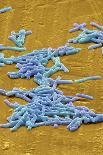 Clostridium Difficile Bacteria, SEM-David McCarthy-Photographic Print
