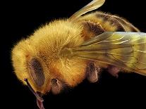 Honey Bee, SEM-David McCarthy-Photographic Print