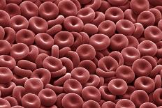 Red Blood Cells, SEM-David McCarthy-Photographic Print