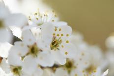 Blackthorn, Prunus Spinosa, Blossoms, Close Up-David & Micha Sheldon-Photographic Print