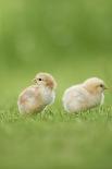 Chicken, Gallus Gallus Domesticus, Chicks, Meadow, at the Side, Is Standing-David & Micha Sheldon-Photographic Print