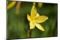 Premium Photographic Print