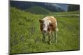 Premium Photographic Print