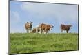 Premium Photographic Print