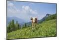 Premium Photographic Print