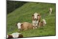 Premium Photographic Print