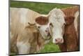 Premium Photographic Print