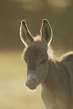 Snow Leopard, Uncia Uncia, Young Animal, Falling, Foliage-David & Micha Sheldon-Photographic Print