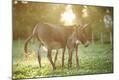 Photographic Print