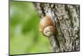Premium Photographic Print