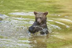 European brown bear, Ursus arctos arctos, young animal, wilderness, pond, bathe-David & Micha Sheldon-Photographic Print