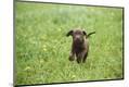 Premium Photographic Print