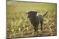 Premium Photographic Print