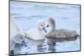 Premium Photographic Print