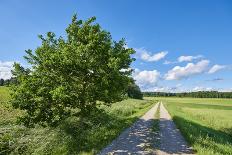 Scenery, path, common oak, Quercus robur, heaven, blue, spring-David & Micha Sheldon-Photographic Print