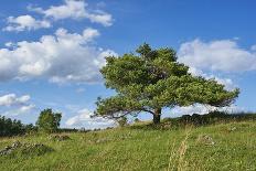 Scenery, path, common oak, Quercus robur, heaven, blue, spring-David & Micha Sheldon-Photographic Print