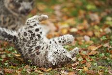 Snow Leopard, Uncia Uncia, Young Animal, Falling, Foliage-David & Micha Sheldon-Photographic Print