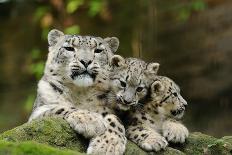 Snow Leopard, Uncia Uncia, Young Animal, Falling, Foliage-David & Micha Sheldon-Photographic Print