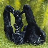 Gorilla Playing with Baby-David Nockels-Giclee Print
