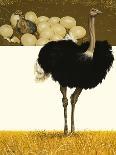 Ostrich-David Nockels-Giclee Print