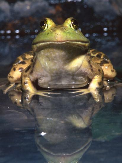 American Bullfrog, Native to USA Photographic Print - David Northcott ...