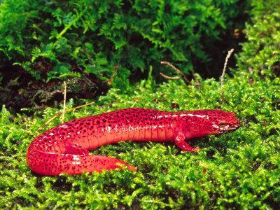 Black-Chin Red Salamander, Native to Georgia, USA Black-Chin Red Salamander, Native to Georgia, USA