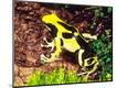 Photographic Print