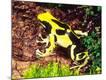Photographic Print