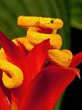 Malaysian Temple Viper, Native to Malaysia and Indonesia-David Northcott-Photographic Print