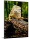 Photographic Print