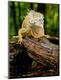 Photographic Print