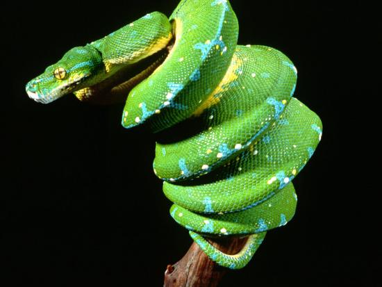'Green Tree Python, Native to New Guinea' Photographic Print - David ...