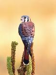 Peregrine Falcon in Flight, Native to USA-David Northcott-Photographic Print