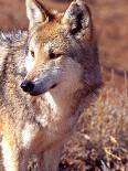Mexican Wolf, Native to Mexico-David Northcott-Photographic Print