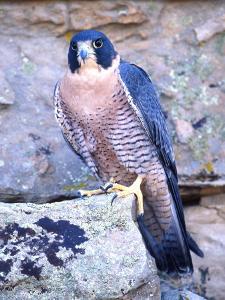 Beautiful Falcons Artwork For Sale Posters And Prints Artcom